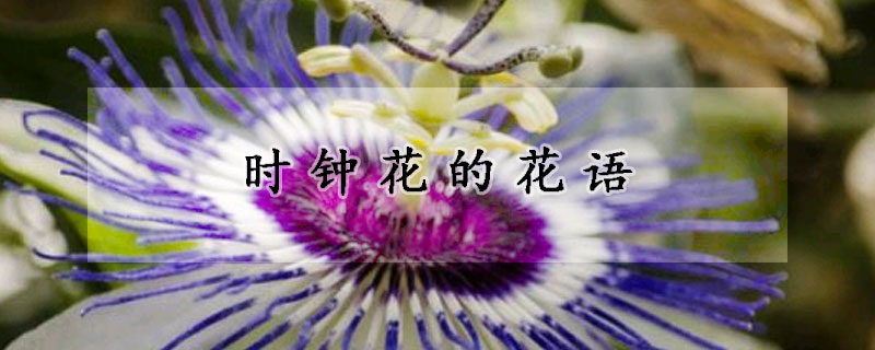 時(shí)鐘花的花語(yǔ)