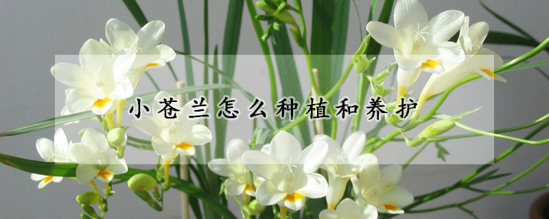 小蒼蘭怎么種植和養護