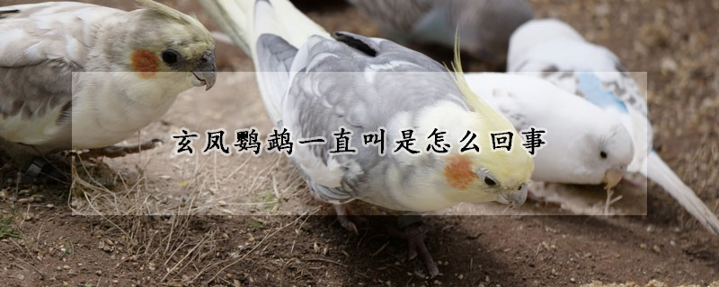 玄鳳鸚鵡一直叫是怎么回事