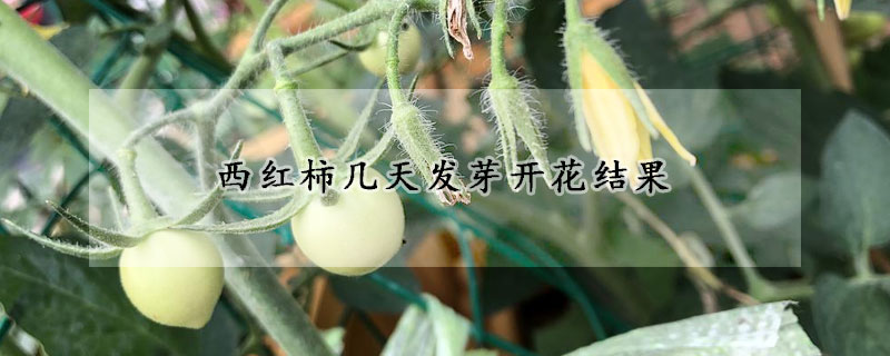 西紅柿幾天發芽開花結果