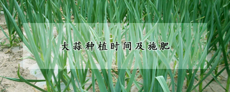 大蒜種植時(shí)間及施肥