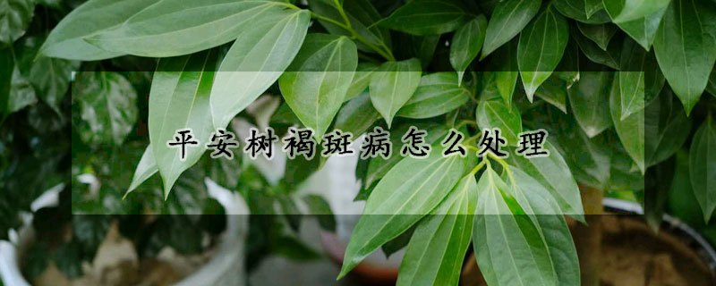 平安樹褐斑病怎么處理