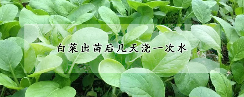 白菜出苗后幾天澆一次水