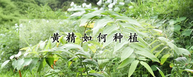 黃精如何種植