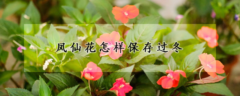 鳳仙花怎樣保存過冬