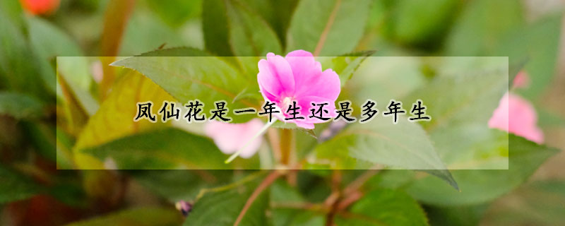 鳳仙花是一年生還是多年生