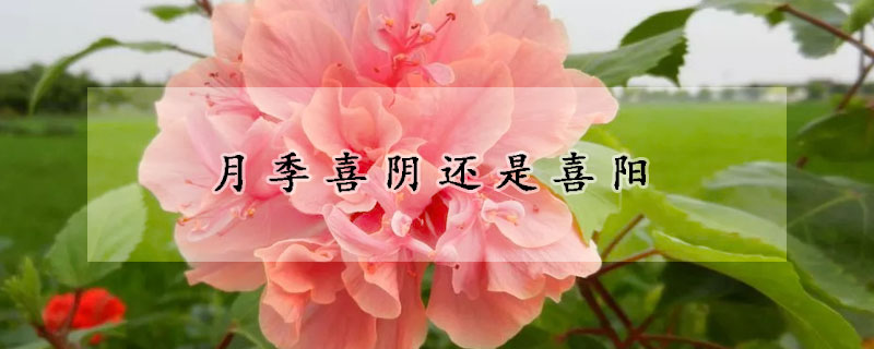 月季喜陰還是喜陽(yáng)