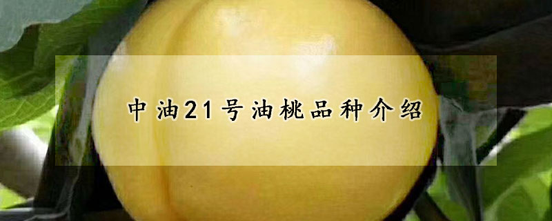 中油21號(hào)油桃品種介紹