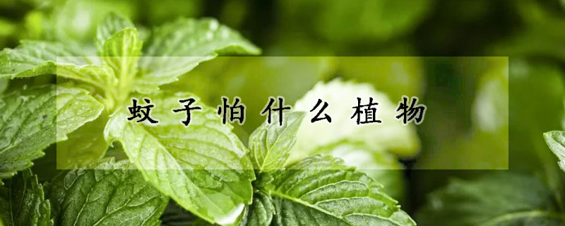 蚊子怕什么植物