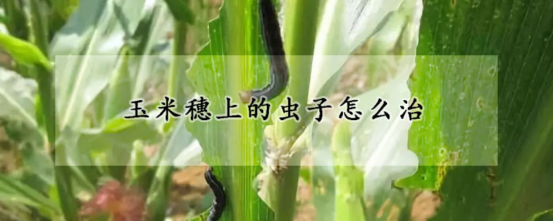 玉米穗上的蟲(chóng)子怎么治