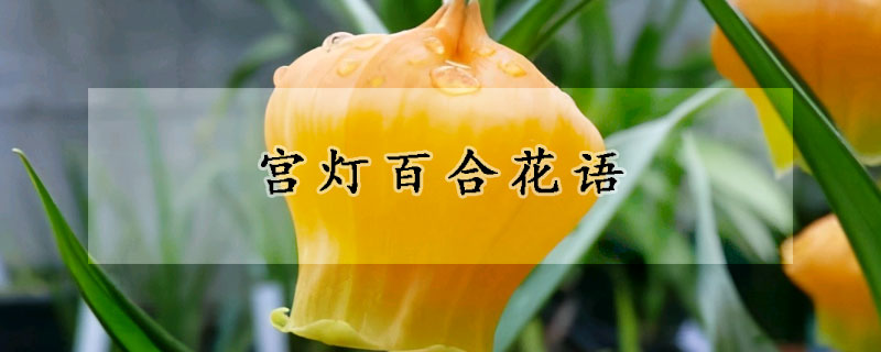 宮燈百合花語(yǔ)