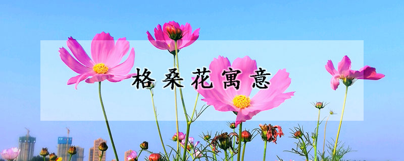 格桑花寓意