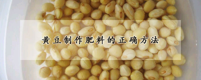 黃豆制作肥料的正確方法