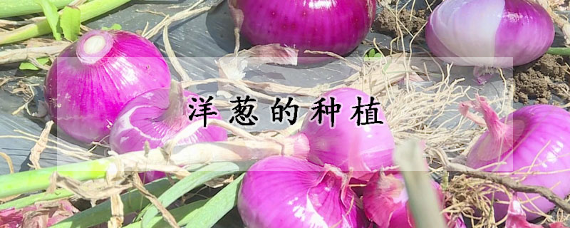 洋蔥的種植