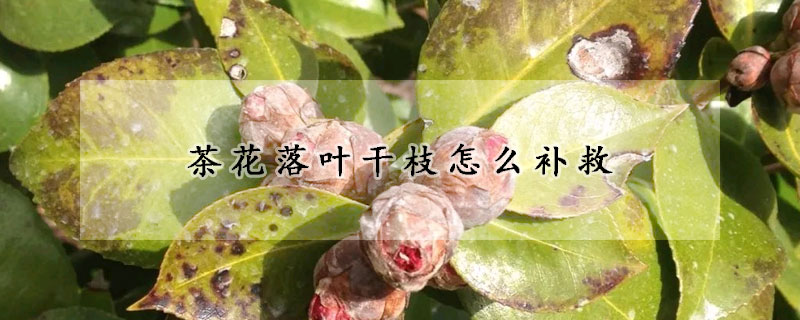 茶花落葉干枝怎么補救