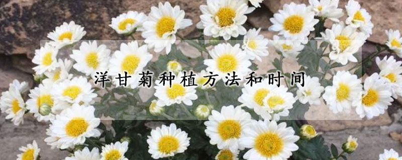 洋甘菊種植方法和時(shí)間