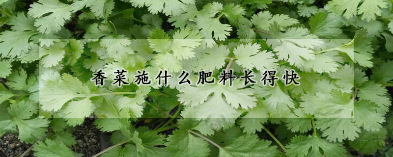 香菜施什么肥料長得快