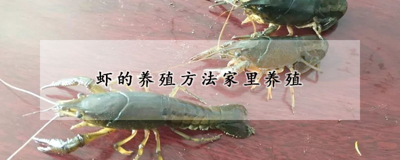 蝦的養(yǎng)殖方法家里養(yǎng)殖