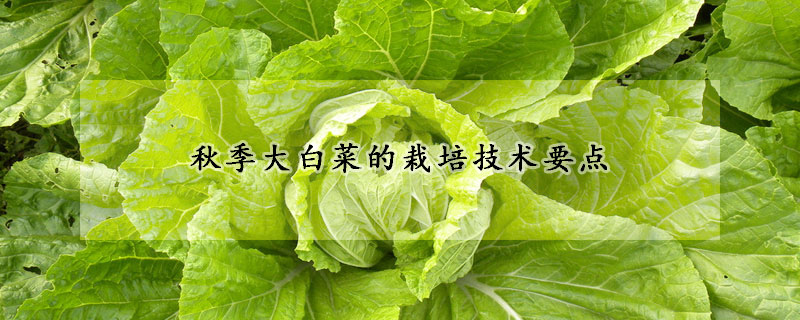 秋季大白菜的栽培技術要點