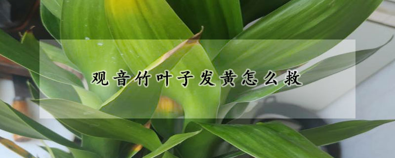 觀音竹葉子發(fā)黃怎么救