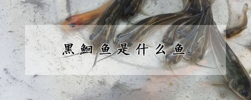 黑鮰魚是什么魚