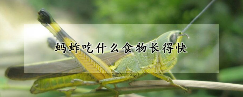 螞蚱吃什么食物長得快