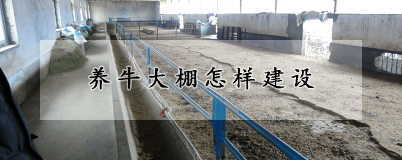 養牛大棚怎樣建設