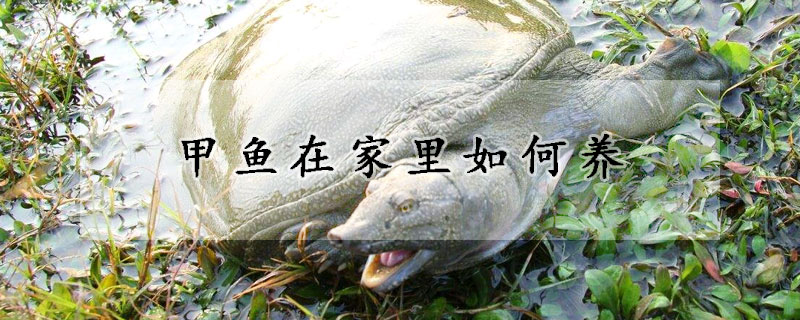 甲魚在家里如何養