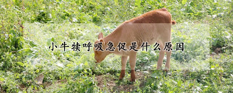 小牛犢呼吸急促是什么原因