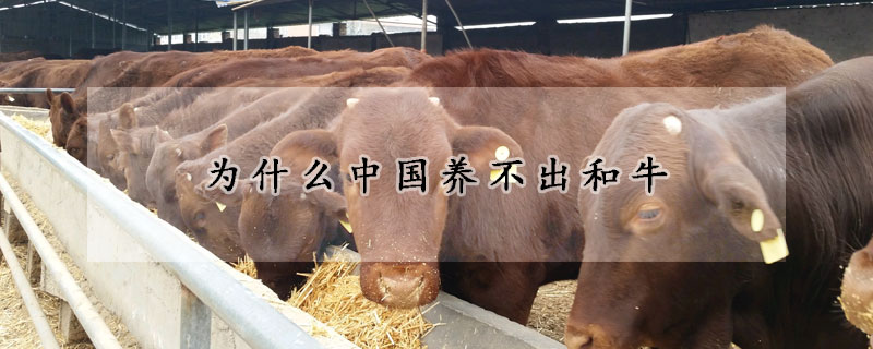 為什么中國(guó)養(yǎng)不出和牛