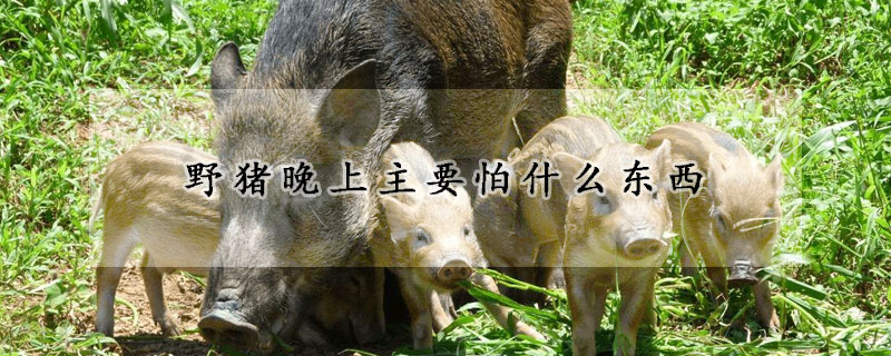 野豬晚上主要怕什么東西