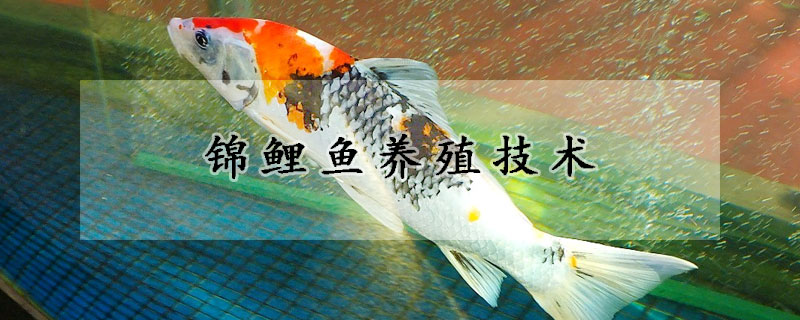 錦鯉魚養(yǎng)殖技術