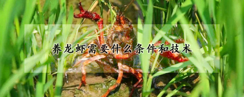 養(yǎng)龍蝦需要什么條件和技術