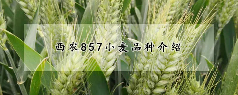 西農(nóng)857小麥品種介紹