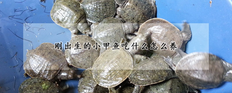 剛出生的小甲魚吃什么怎么養(yǎng)