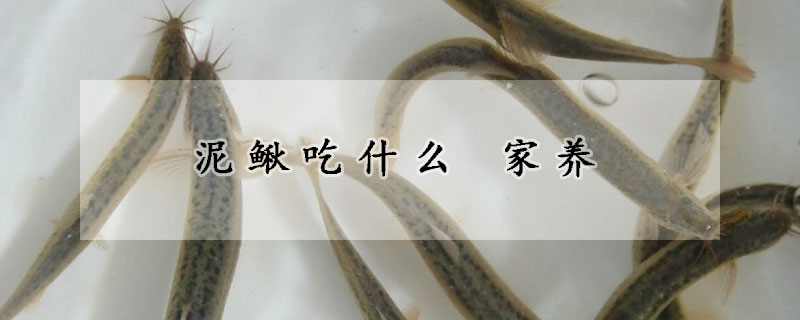 泥鰍吃什么 家養(yǎng)