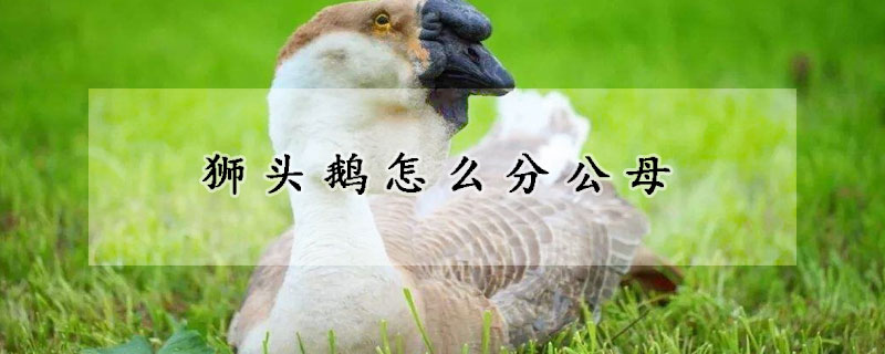 獅頭鵝怎么分公母