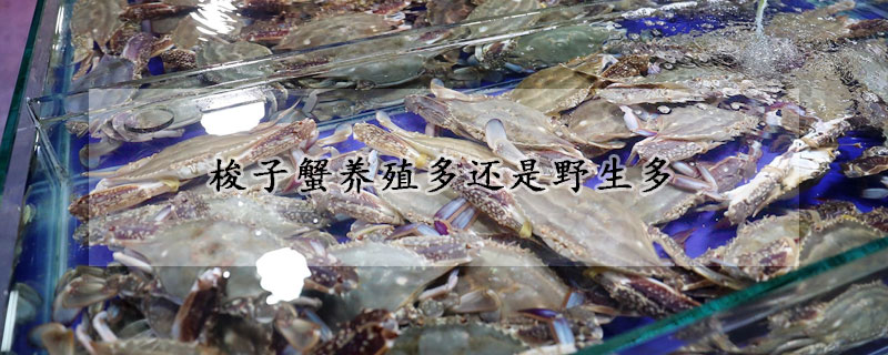 梭子蟹養(yǎng)殖多還是野生多