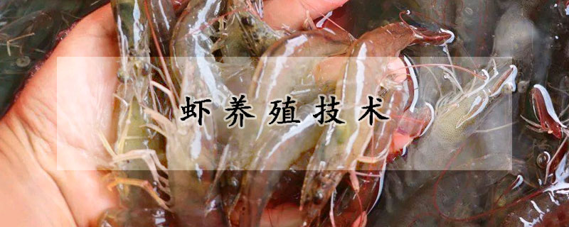 蝦養(yǎng)殖技術(shù)