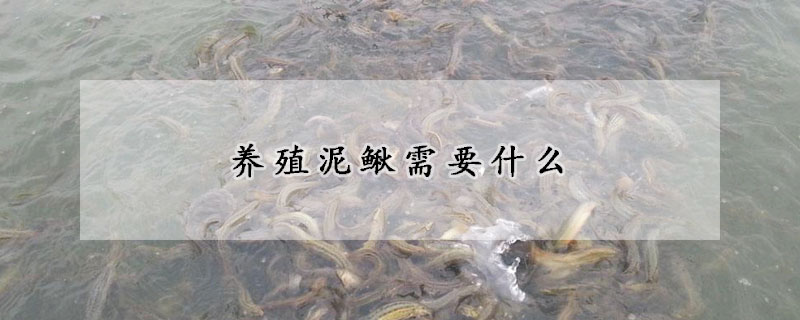 養(yǎng)殖泥鰍需要什么