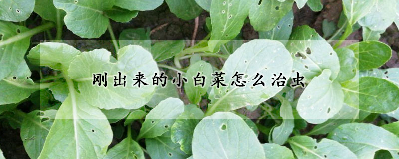 剛出來的小白菜怎么治蟲