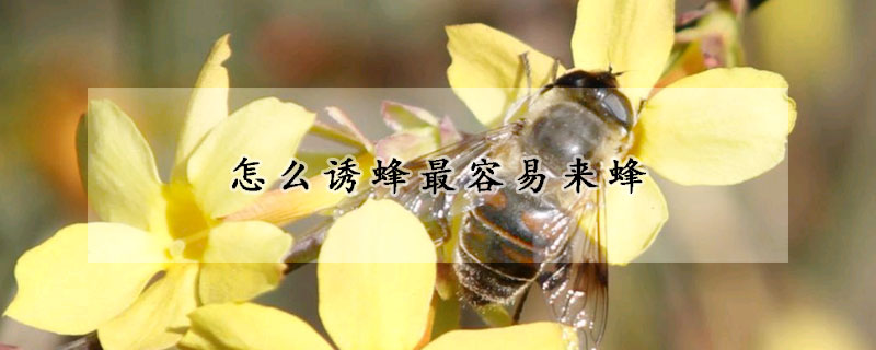 怎么誘蜂最容易來蜂