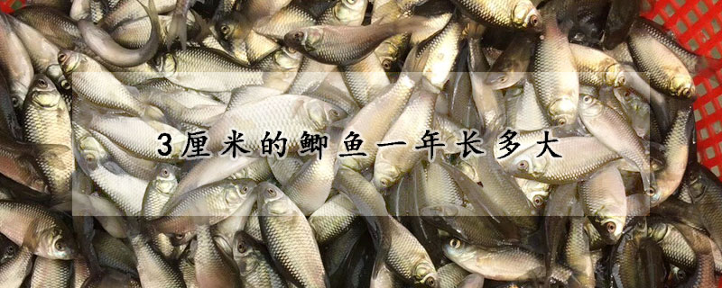 3厘米的鯽魚一年長多大