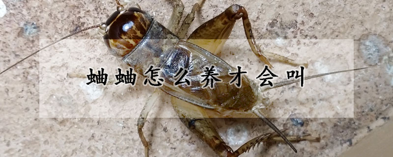 蛐蛐怎么養(yǎng)才會(huì)叫