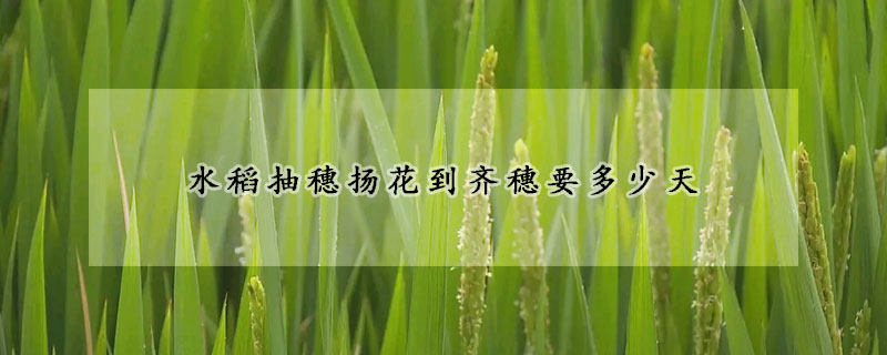 水稻抽穗揚(yáng)花到齊穗要多少天