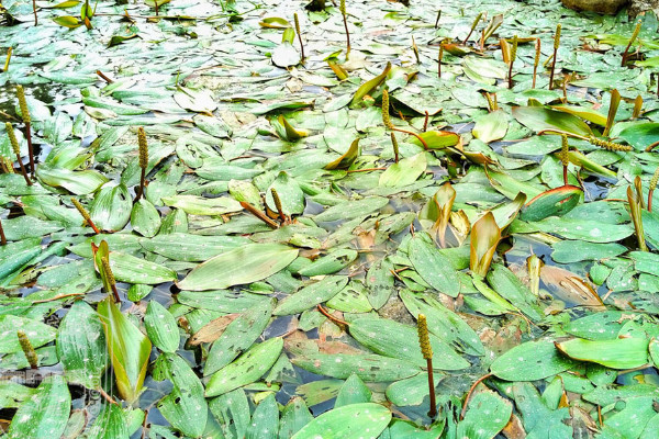 20種沉水植物 常見沉水植物有哪些品種