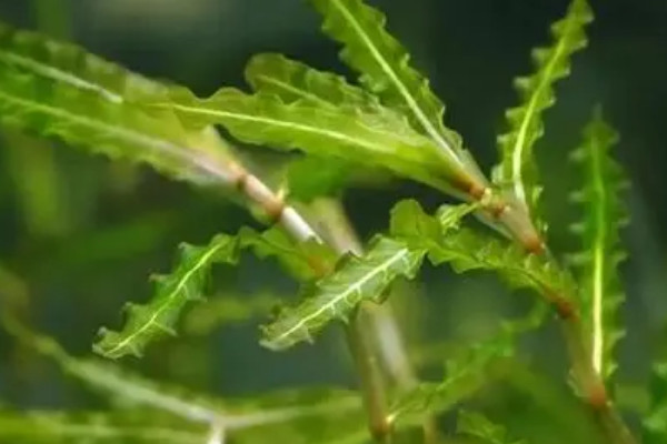 20種沉水植物 常見沉水植物有哪些品種