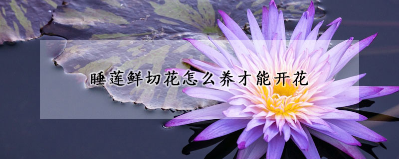 睡蓮鮮切花怎么養才能開花