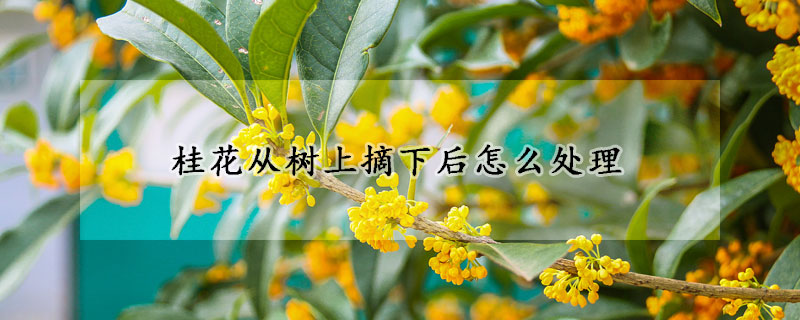 桂花從樹(shù)上摘下后怎么處理