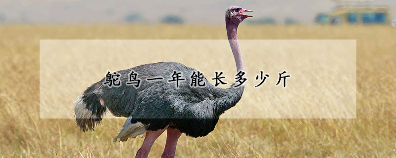 鴕鳥一年能長多少斤